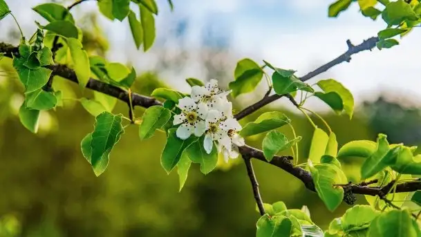 Mazur nie tylko szumem jeziora kuszą... zobaczcie wiosenną łąkę