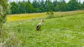 Czerwcowe Mazury, kompilacja niewykorzystanych zdjęć, 2021 - zdjęcie 16